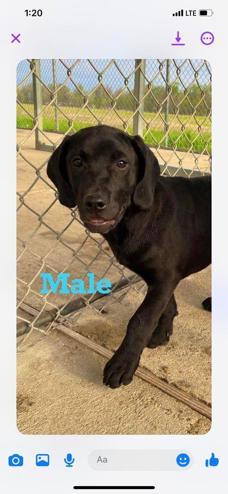 Enlarge Lindor, a Adoptable mixed breed in Peoria, IL image 3/3