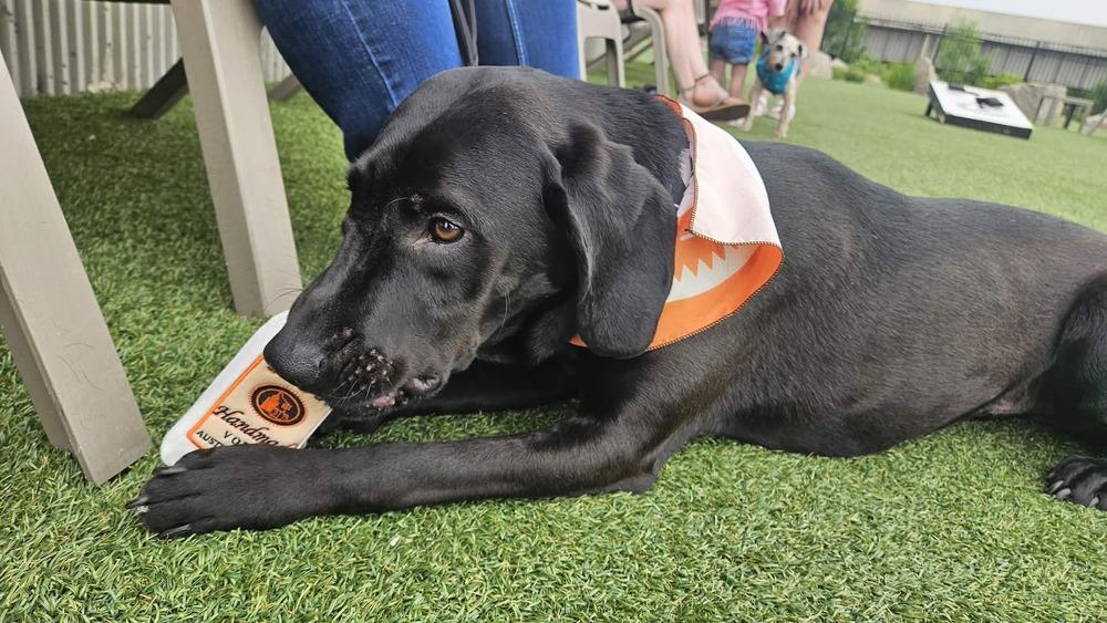 Enlarge Lindor, a Adoptable mixed breed in Peoria, IL image 3/6