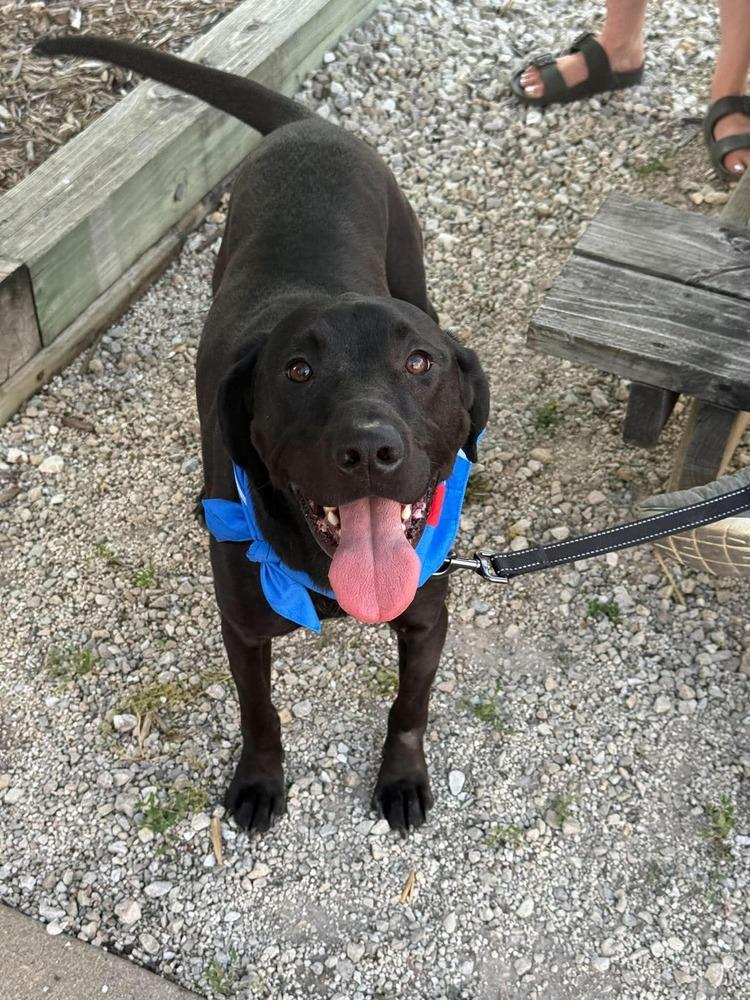 Enlarge Lindor, a Adoptable mixed breed in Peoria, IL image 4/6