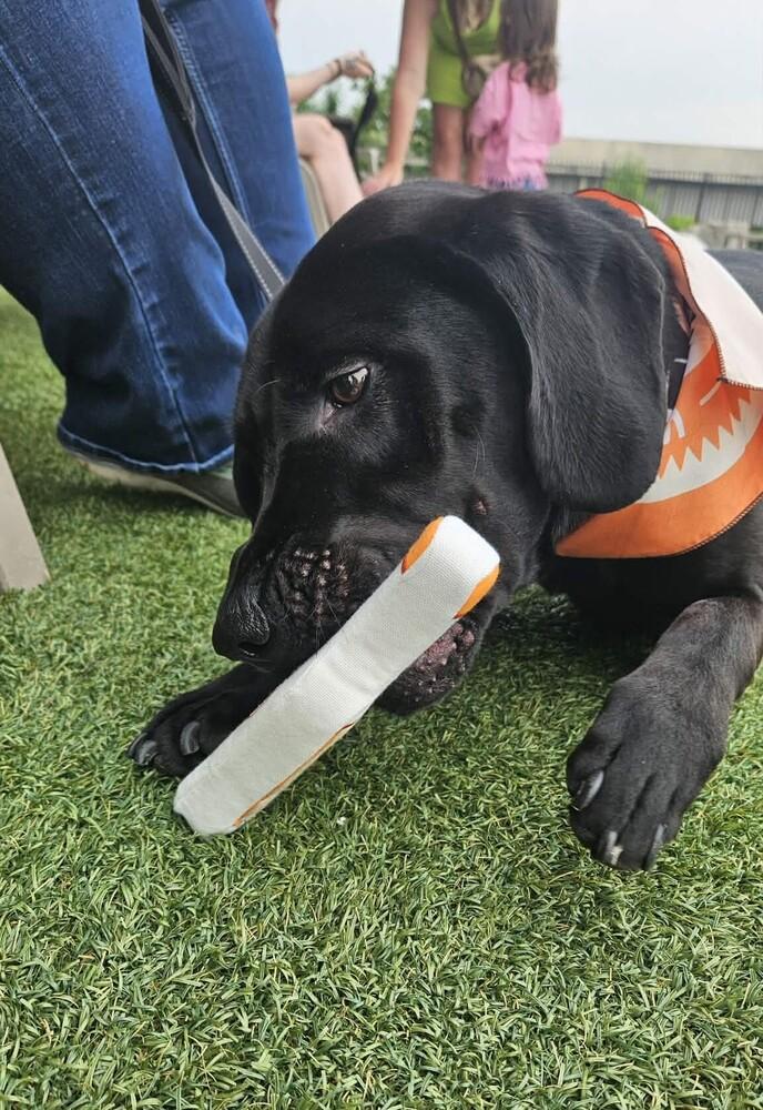 Enlarge Lindor, a Adoptable mixed breed in Peoria, IL image 5/6