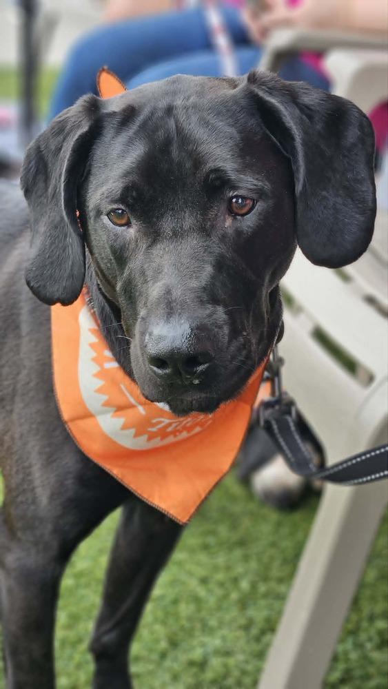 Enlarge Lindor, a Adoptable mixed breed in Peoria, IL image 6/6