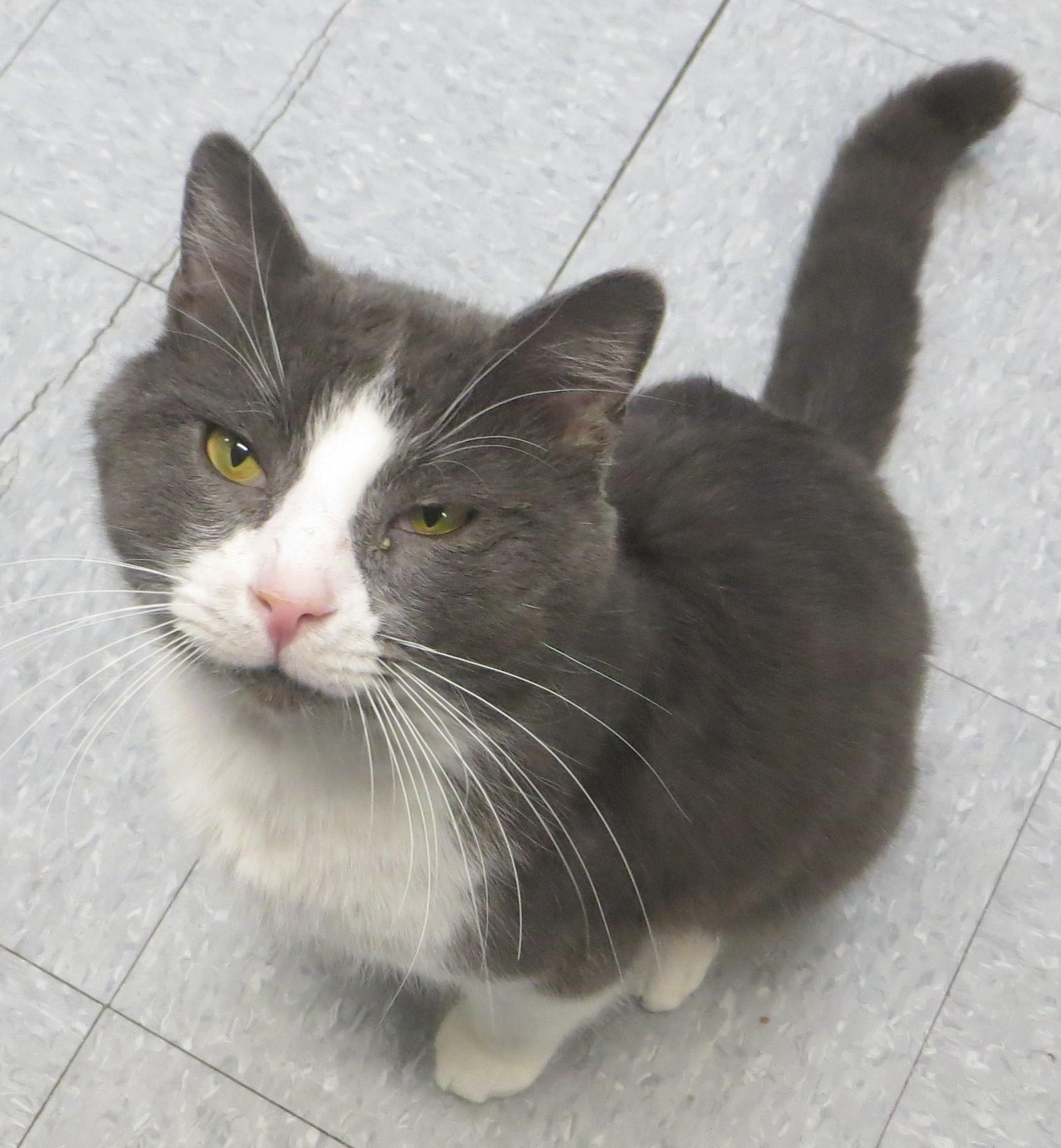 James, an adopted Domestic Short Hair in Brockton, MA image 1/2