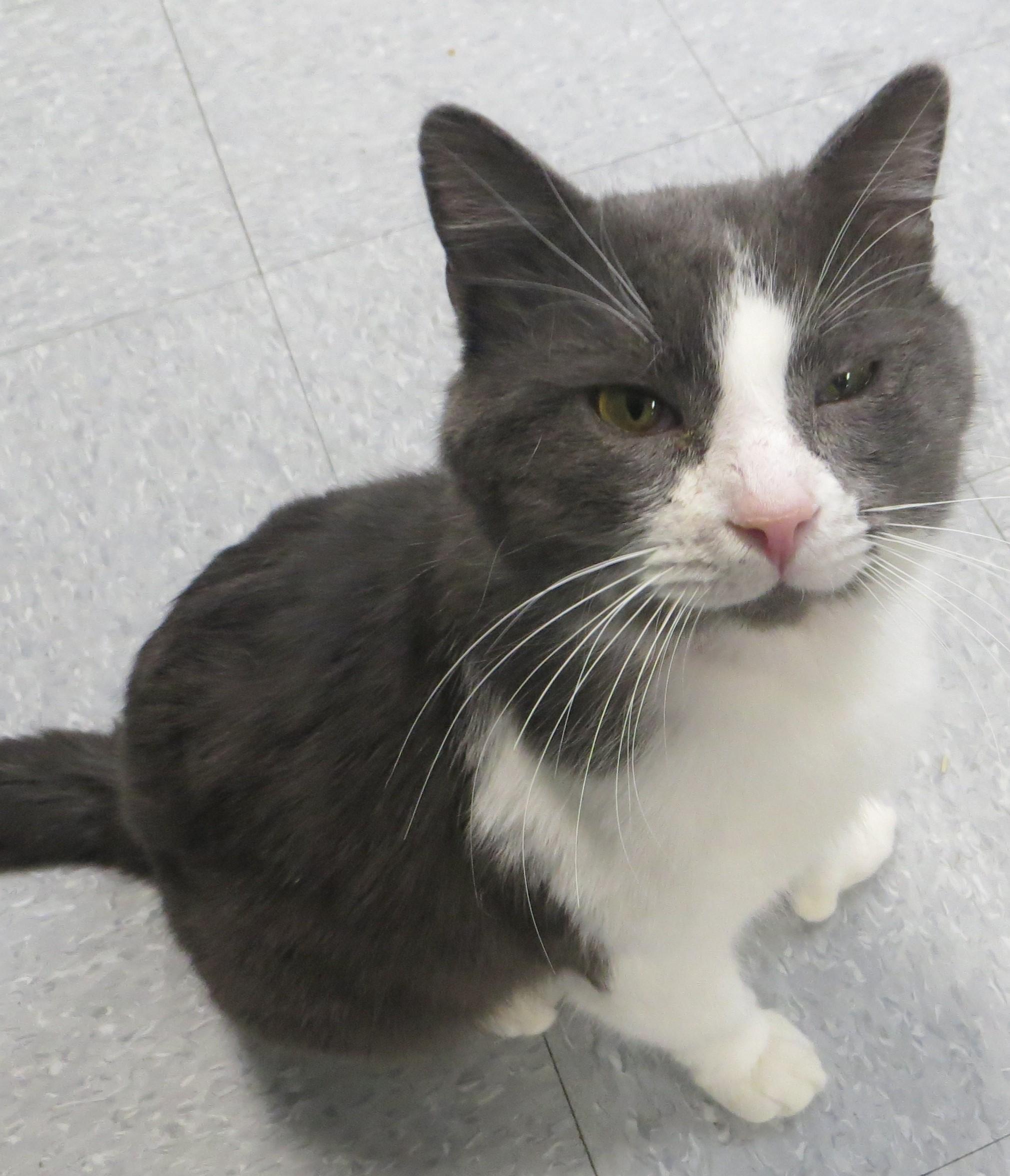 James, an adopted Domestic Short Hair in Brockton, MA image 2/2