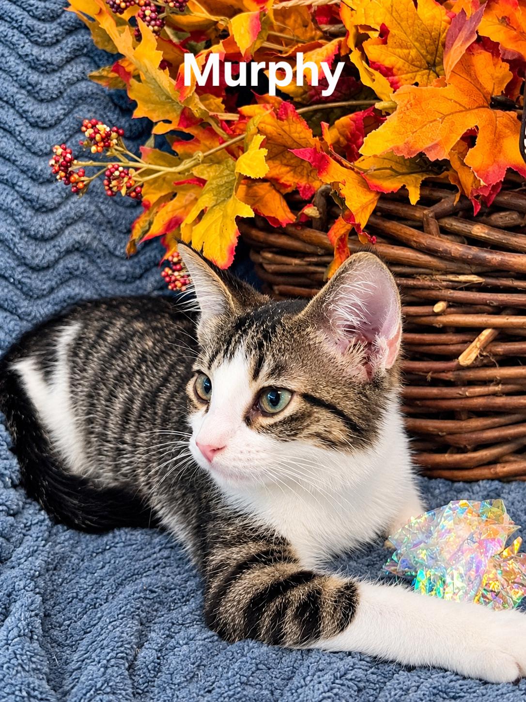 Enlarge Murphy, a Adoptable Korat in Rock Spring, GA image 3/3