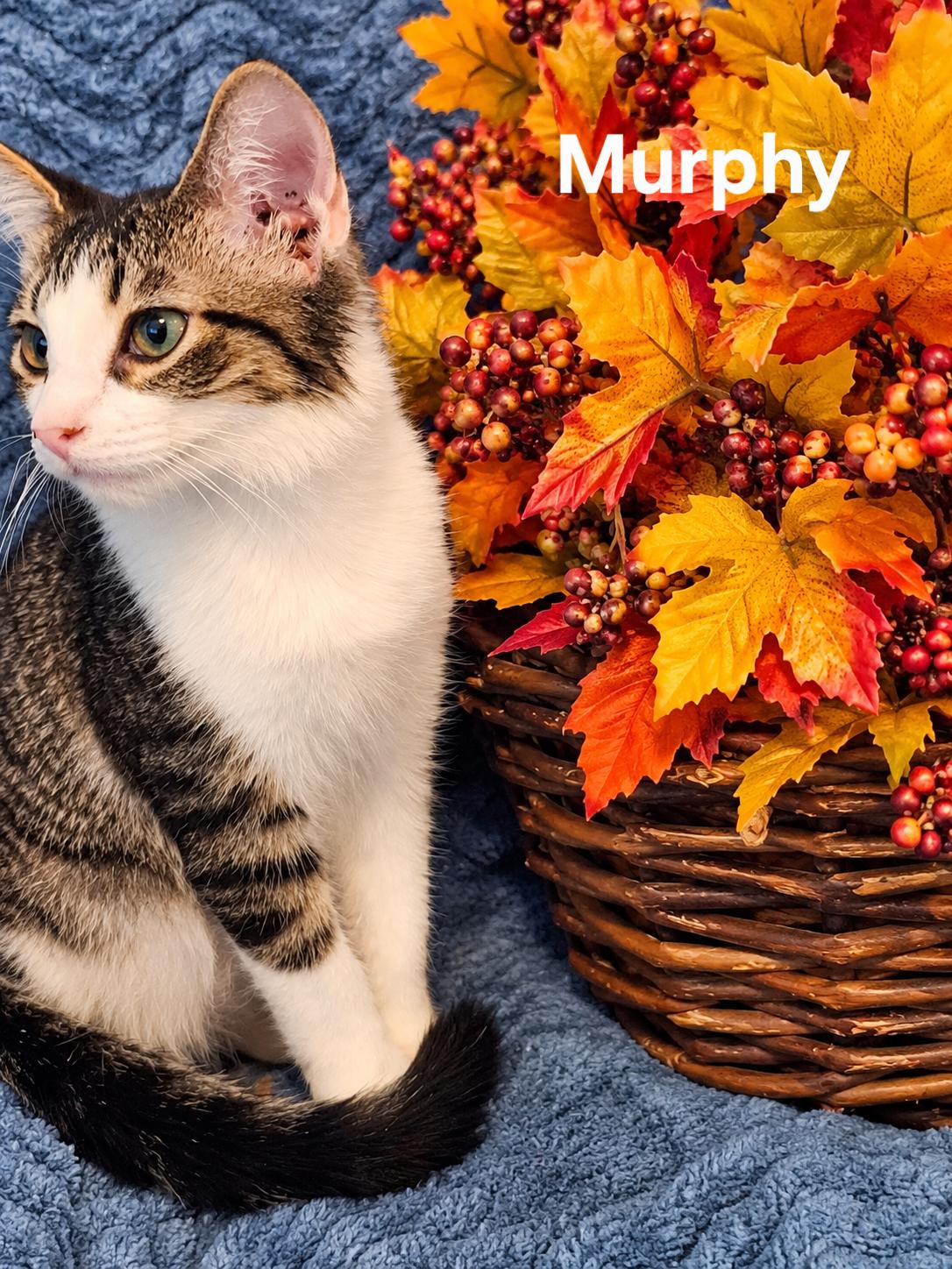 Enlarge Murphy, a Adoptable Korat in Rock Spring, GA image 2/3