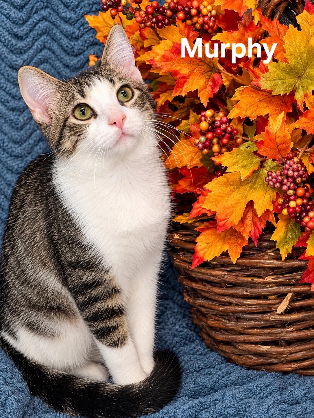 Murphy, Adoptable, Kitten Male Korat.