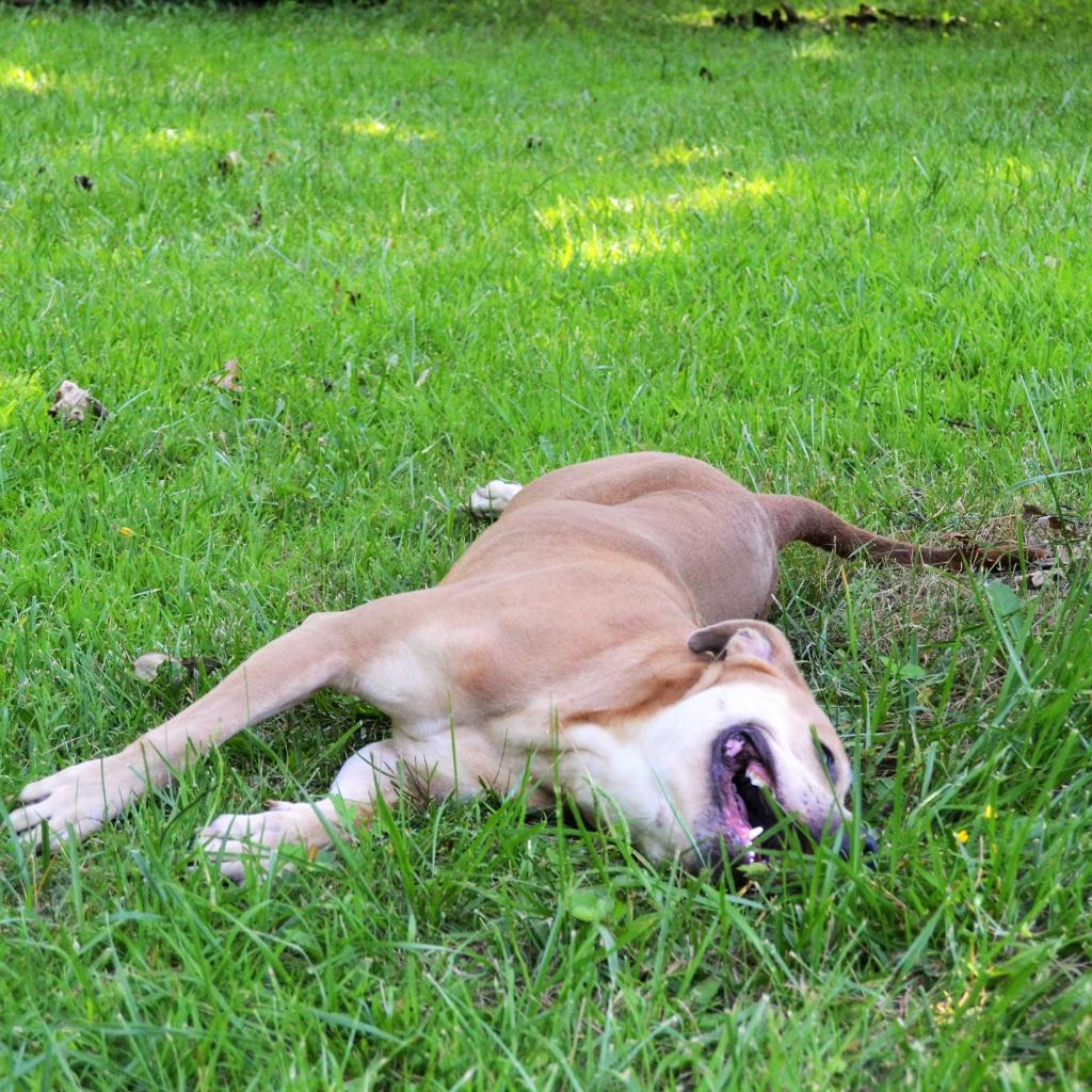 Enlarge Buttercup, a Adoptable Pit Bull Terrier in Michigan City, IN image 1/6
