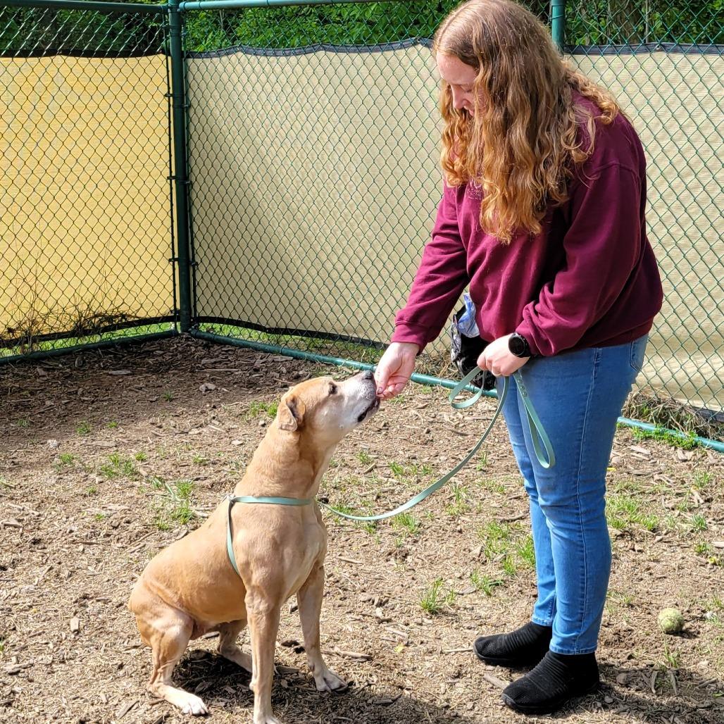 Enlarge Buttercup, a Adoptable Pit Bull Terrier in Michigan City, IN image 2/6