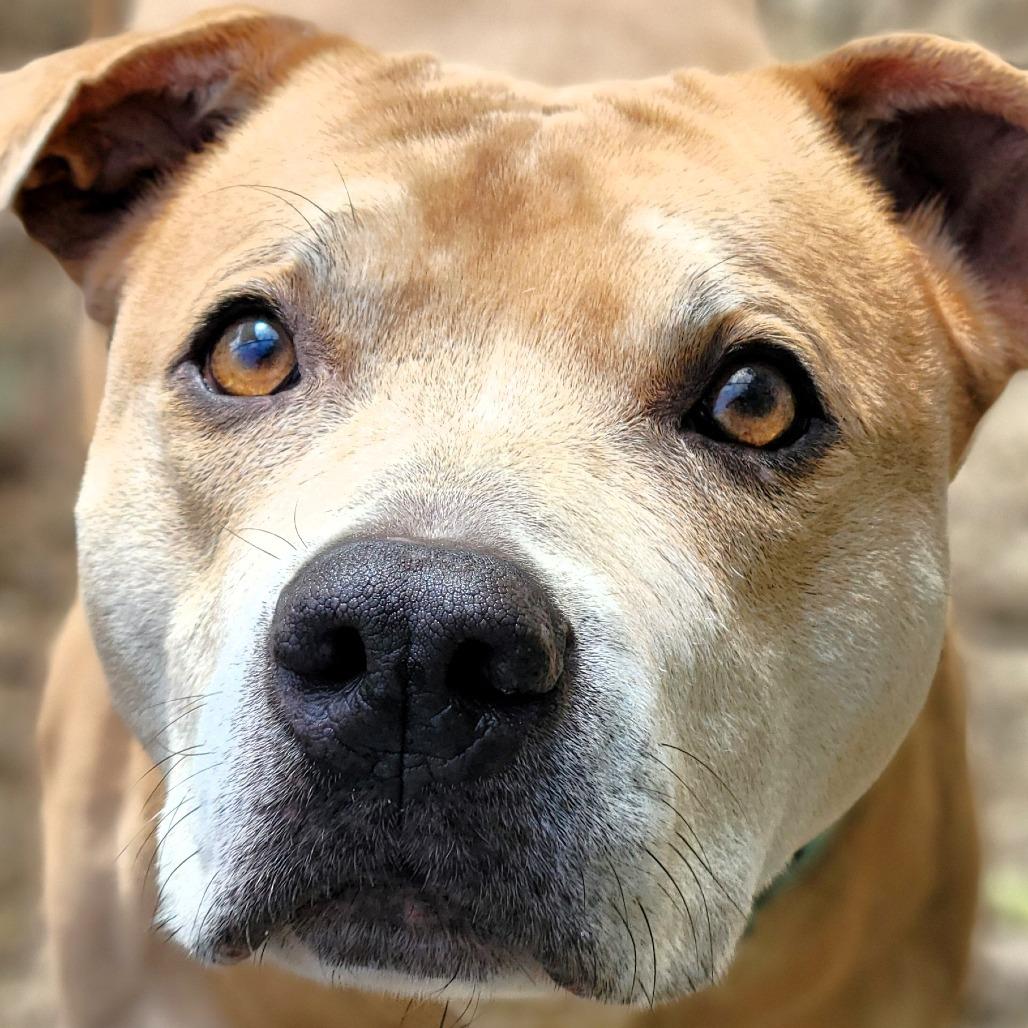 Enlarge Buttercup, a Adoptable Pit Bull Terrier in Michigan City, IN image 3/6
