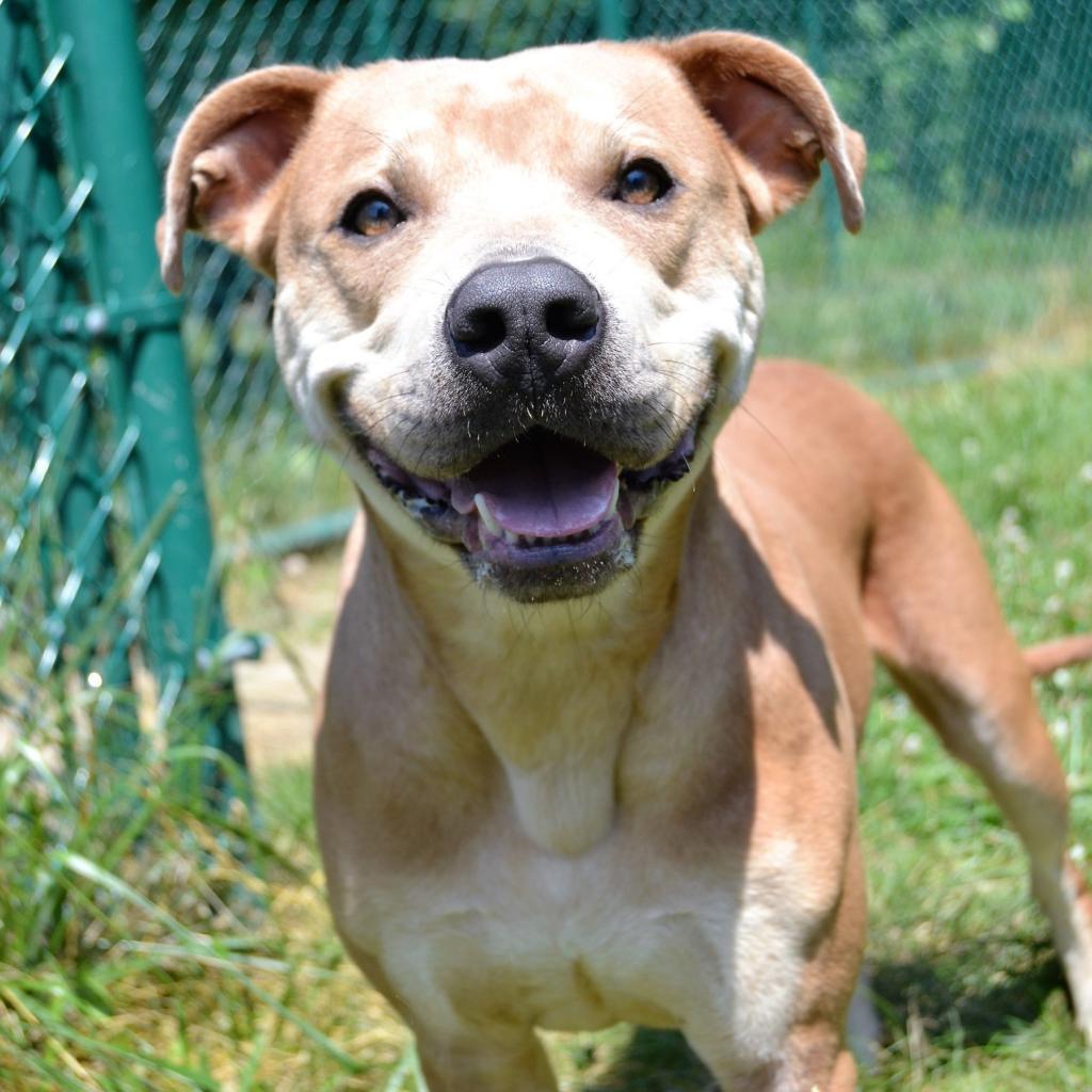 Enlarge Buttercup, a Adoptable Pit Bull Terrier in Michigan City, IN image 4/6