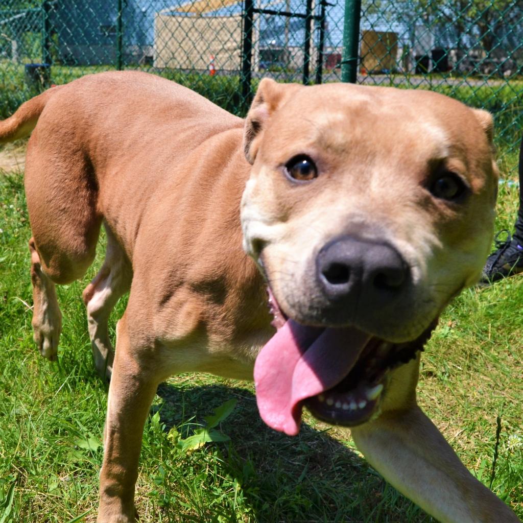 Enlarge Buttercup, a Adoptable Pit Bull Terrier in Michigan City, IN image 5/6