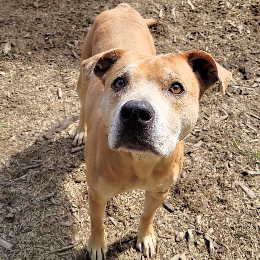Enlarge Buttercup, a Adoptable Pit Bull Terrier in Michigan City, IN image 6/6
