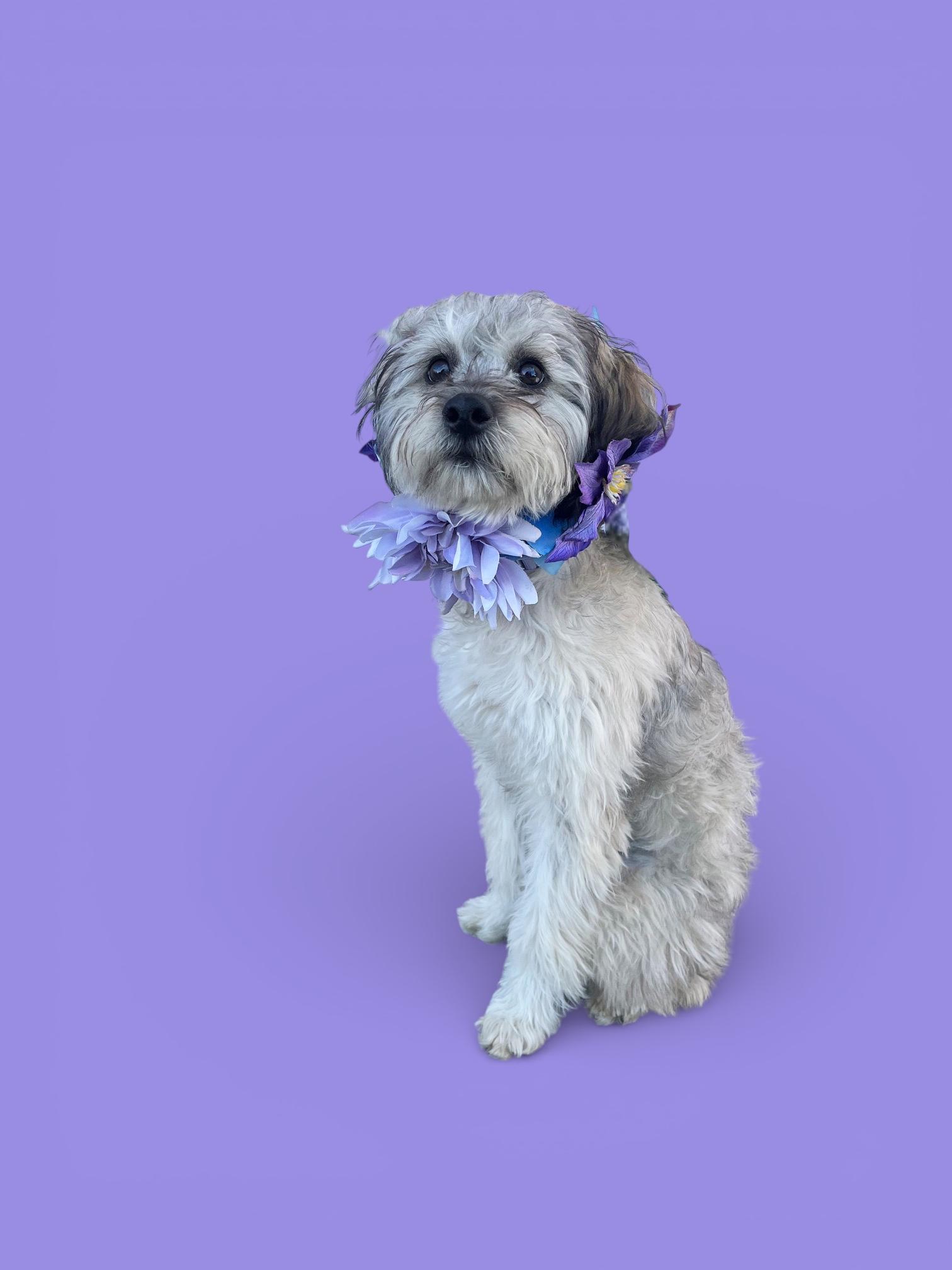 Enlarge Maddie-ADOPT Me!!, an adopted mixed breed in Redondo Beach, CA image 3/6