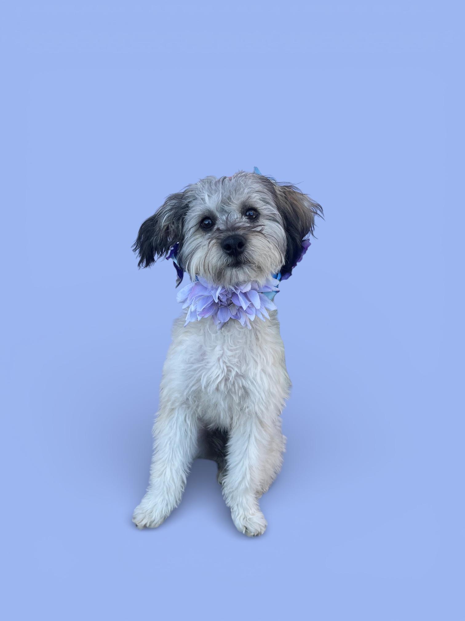 Maddie-ADOPT Me!!, ADOPTABLE, Young Female Terrier & Maltese.