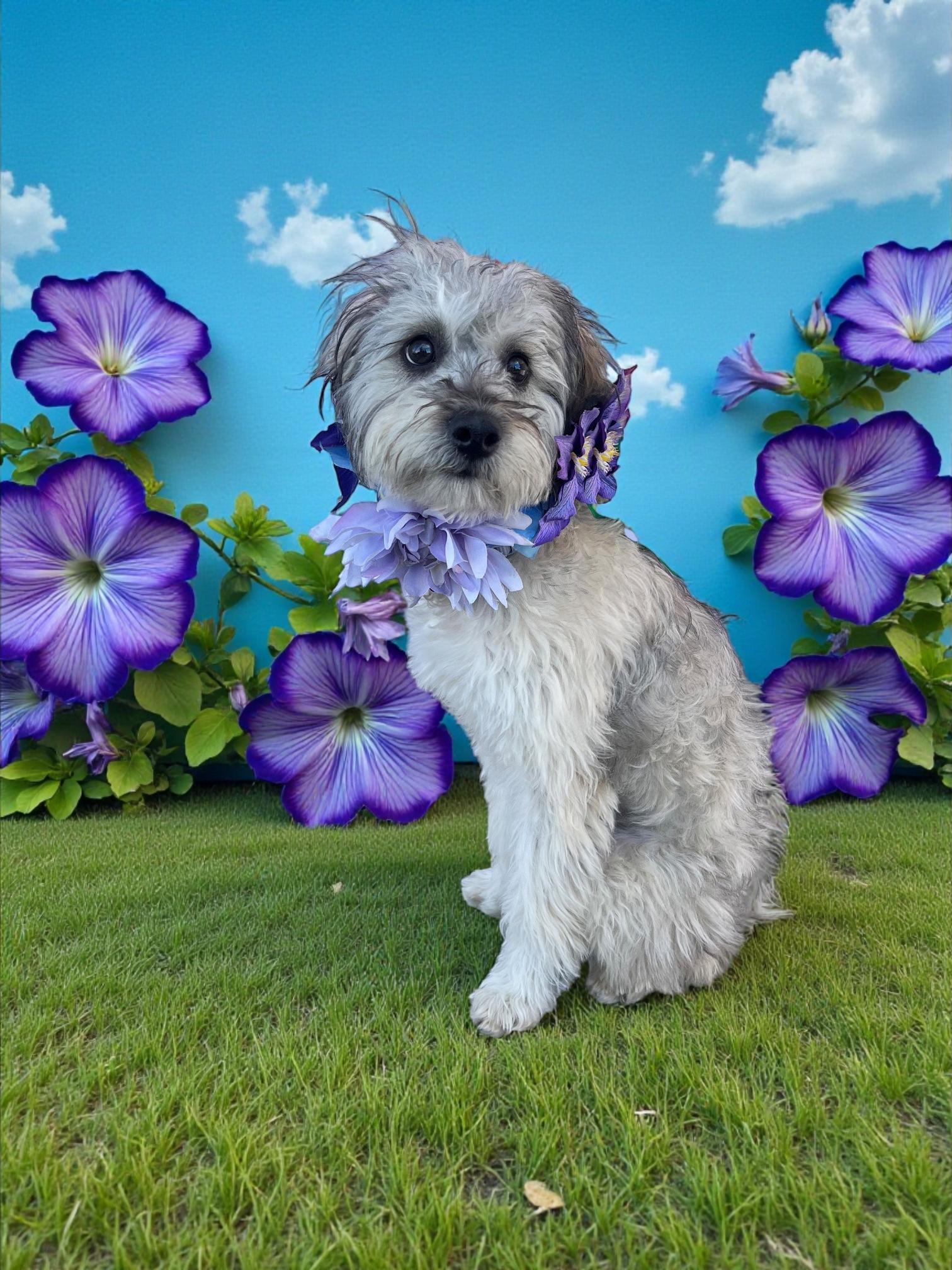 Enlarge Maddie-ADOPT Me!!, an adopted mixed breed in Redondo Beach, CA image 4/6