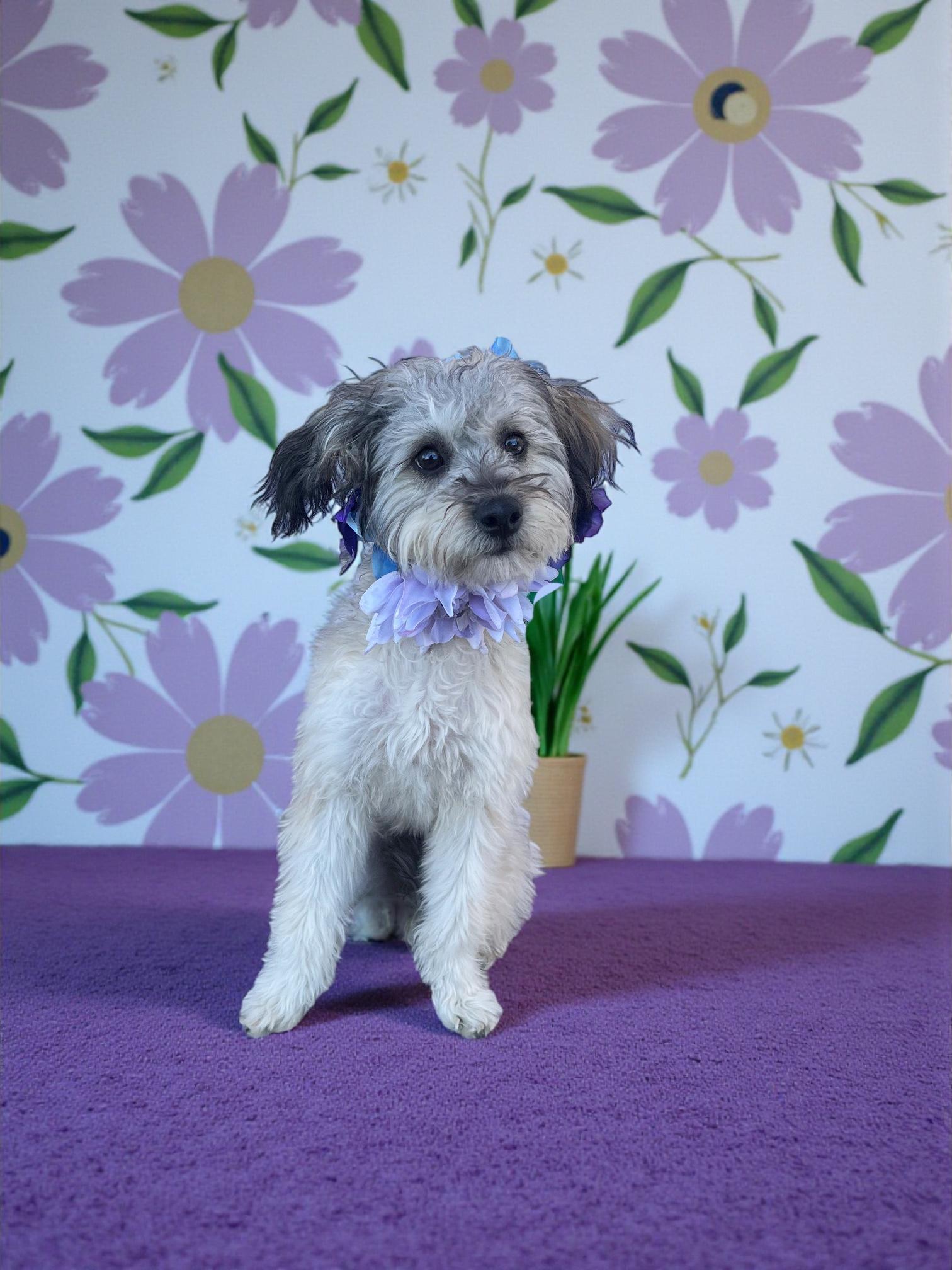 Enlarge Maddie-ADOPT Me!!, an adopted mixed breed in Redondo Beach, CA image 2/6