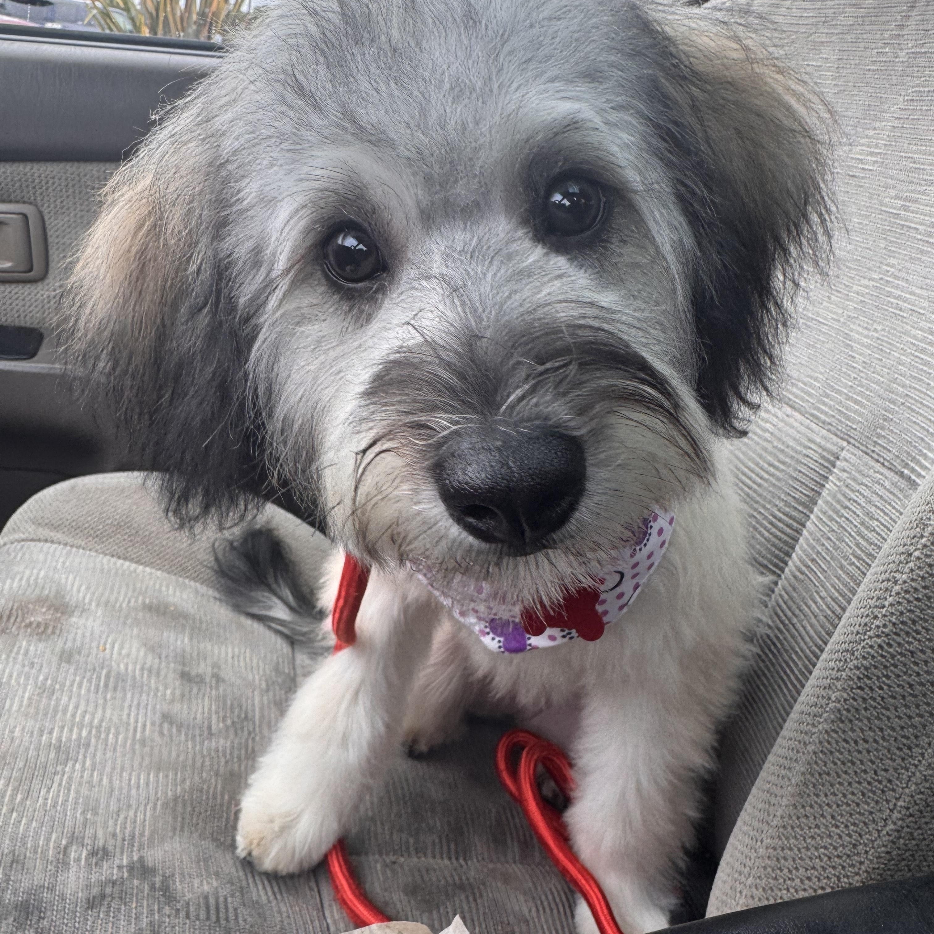 Maddie-ADOPT Me!!, ADOPTABLE, Young Female Terrier & Maltese.