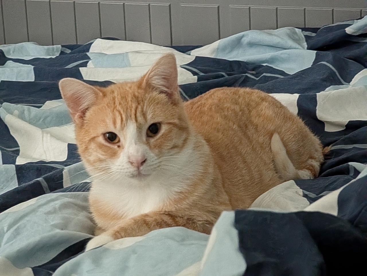 Trevor (bonded with Travis), ADOPTABLE, Young Male Domestic Short Hair.
