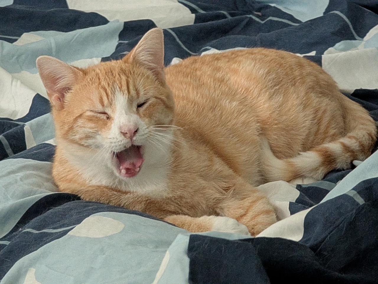 Enlarge Trevor (bonded with Travis), a ADOPTABLE Domestic Short Hair in Barrington Hills, IL image 2/4