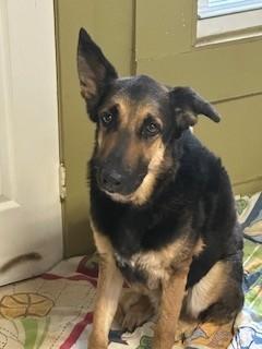 Enlarge Luke, an adopted German Shepherd Dog in Paterson, NJ image 1/3