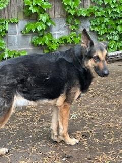 Enlarge Luke, an adopted German Shepherd Dog in Paterson, NJ image 3/3