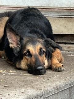 Enlarge Luke, an adopted German Shepherd Dog in Paterson, NJ image 2/3