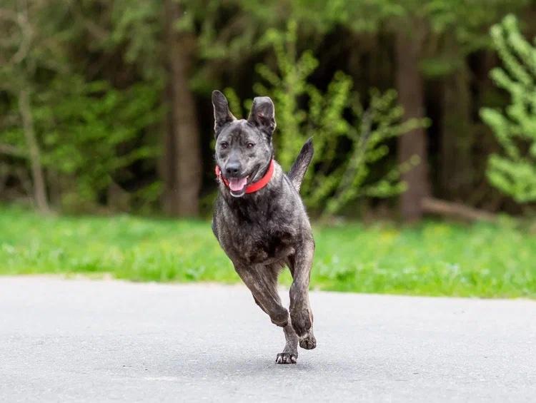 Enlarge Mila (Milana), an adopted mixed breed in Fredericksburg, VA image 2/6