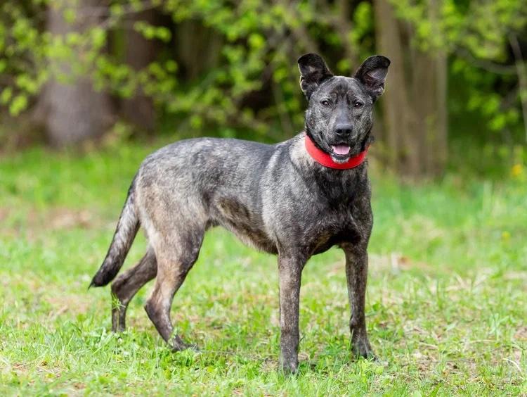 Enlarge Mila (Milana), an adopted mixed breed in Fredericksburg, VA image 3/6