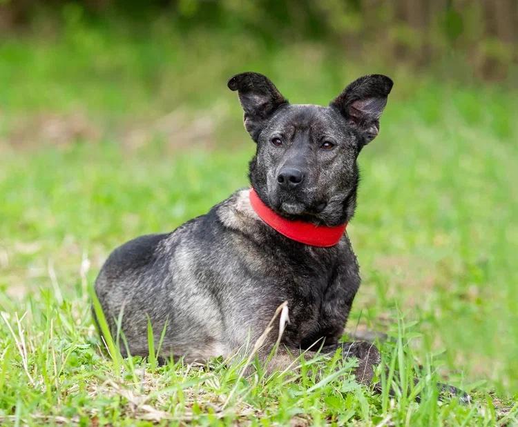 Mila (Milana), adopted, Young Female German Shepherd Dog.