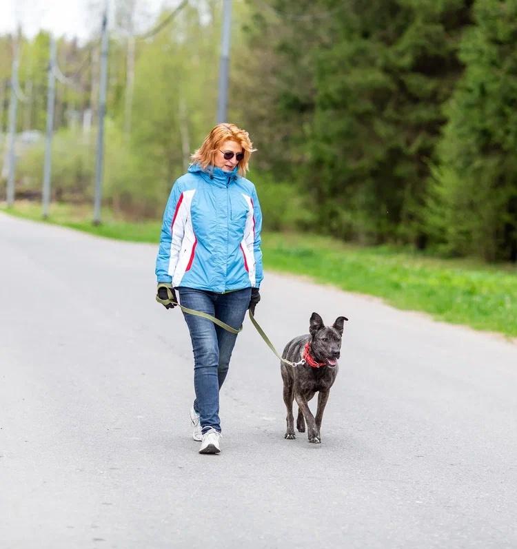 Enlarge Mila (Milana), an adopted mixed breed in Fredericksburg, VA image 4/6