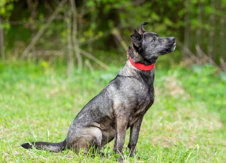 Enlarge Mila (Milana), an adopted mixed breed in Fredericksburg, VA image 5/6