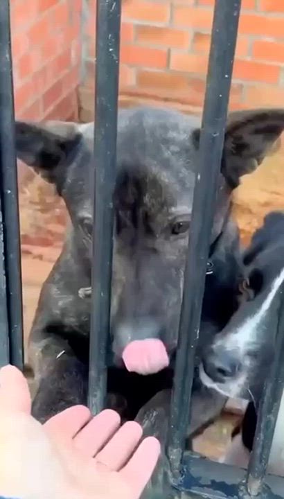 Enlarge Mila (Milana), an adopted mixed breed in Fredericksburg, VA video 6/6