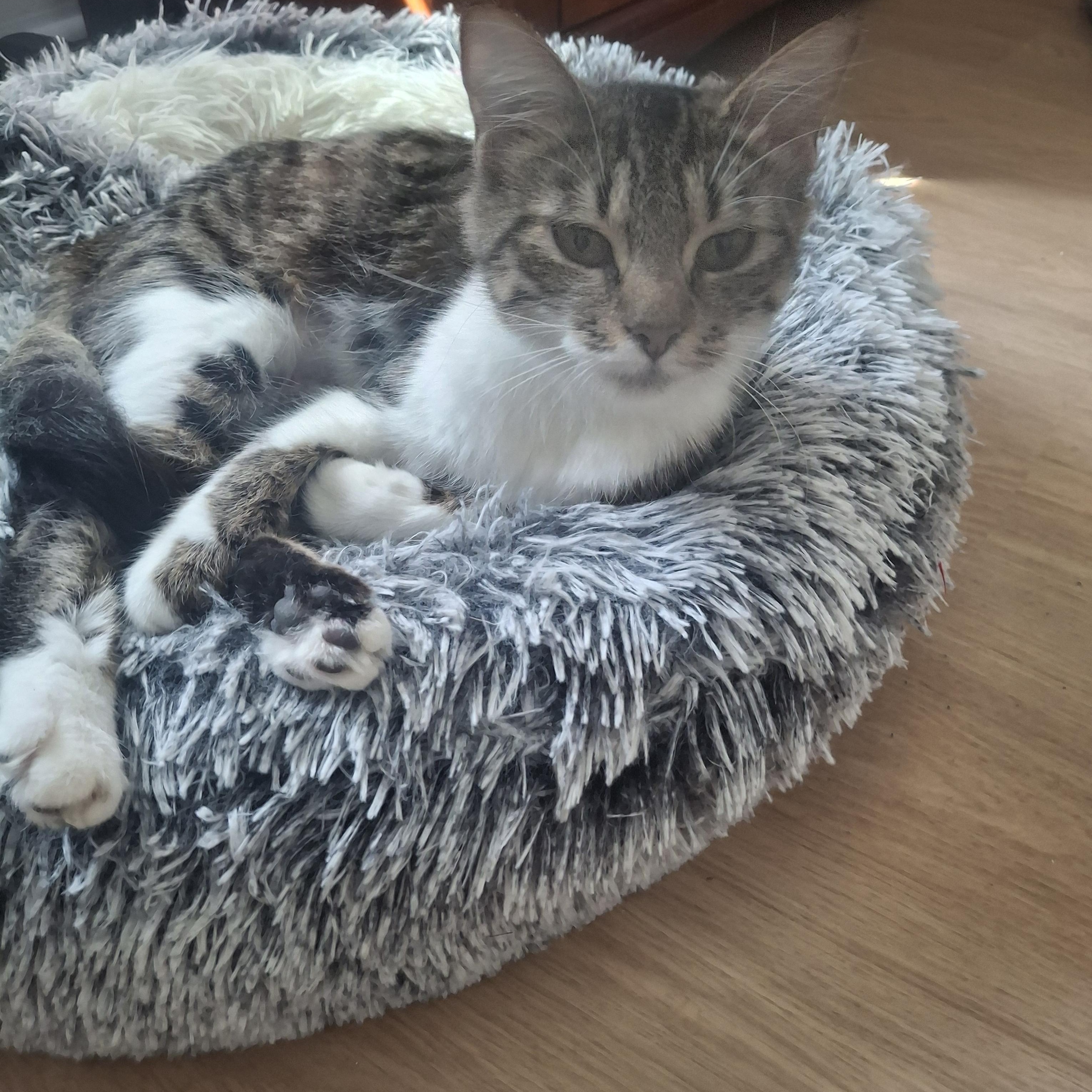 Enlarge Nefertiti, an adopted Tabby in Lawrenceville, GA image 1/1