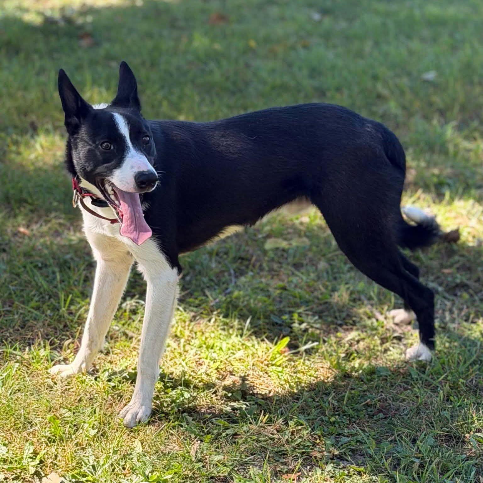 Enlarge Skeeter, a Adoptable mixed breed in Fremont, MI image 2/2