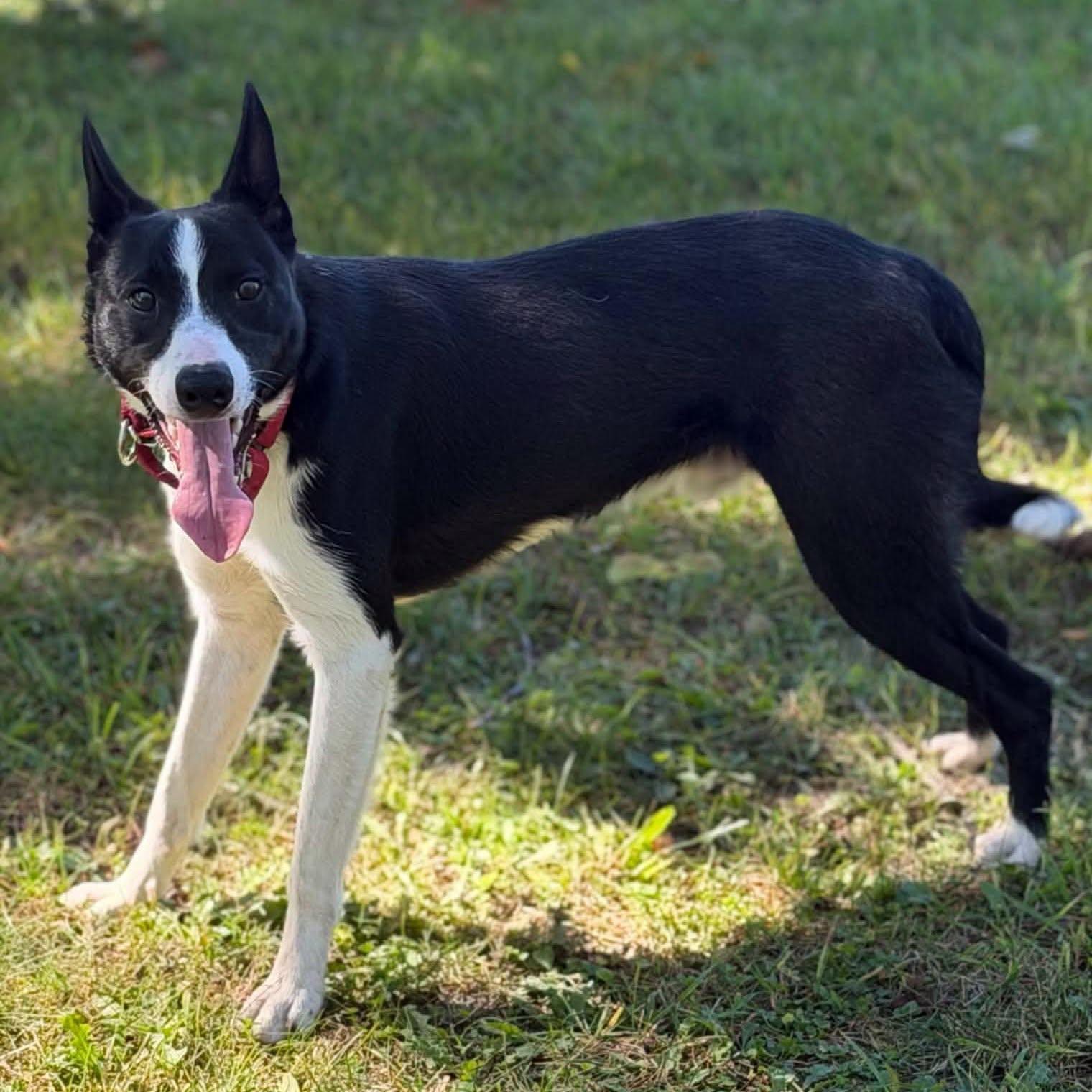 Skeeter, Adoptable, Young Male Border Collie.
