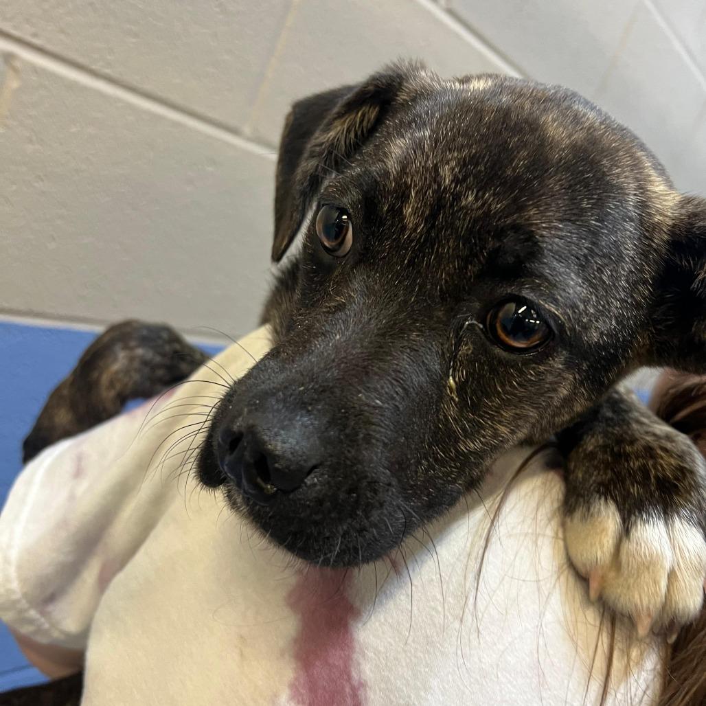 Baseball, a Adoptable Mixed Breed in Gadsden, AL image 1/2