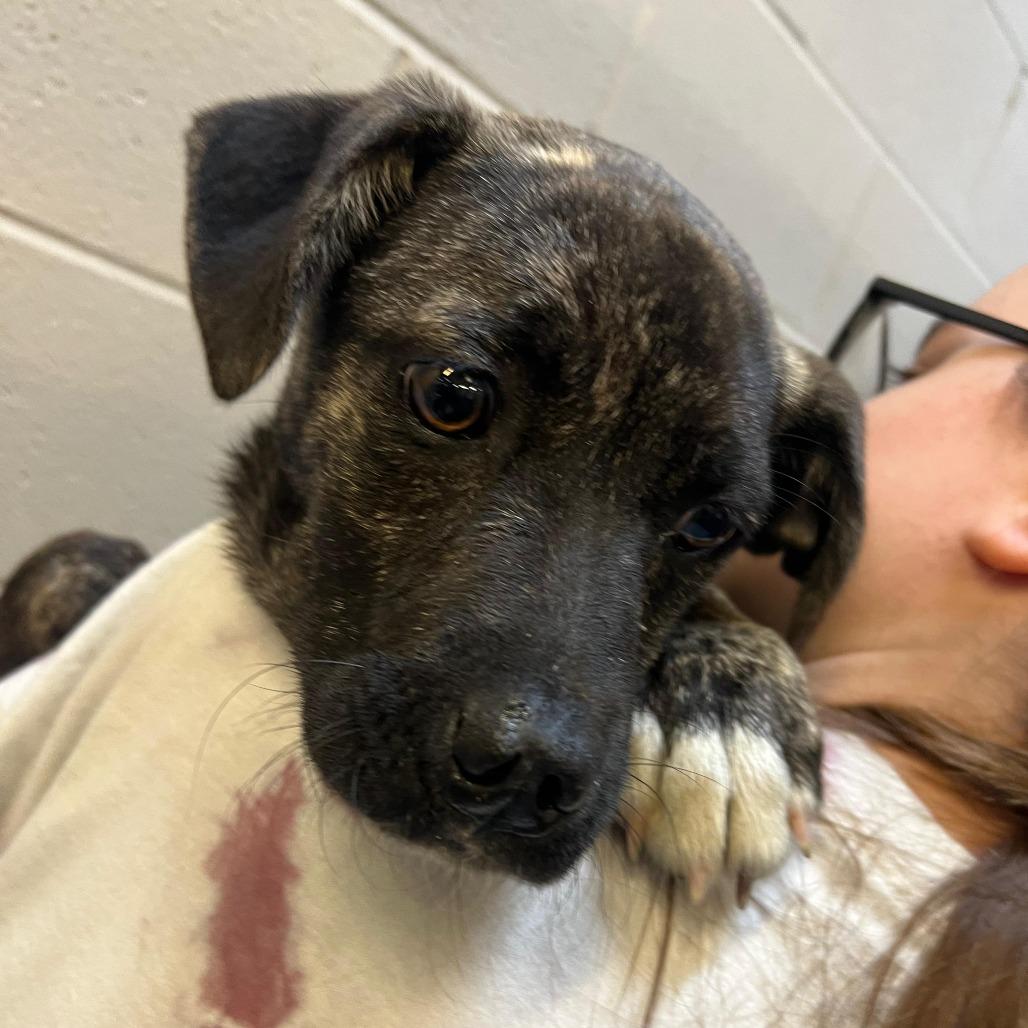 Baseball, a Adoptable Mixed Breed in Gadsden, AL image 2/2