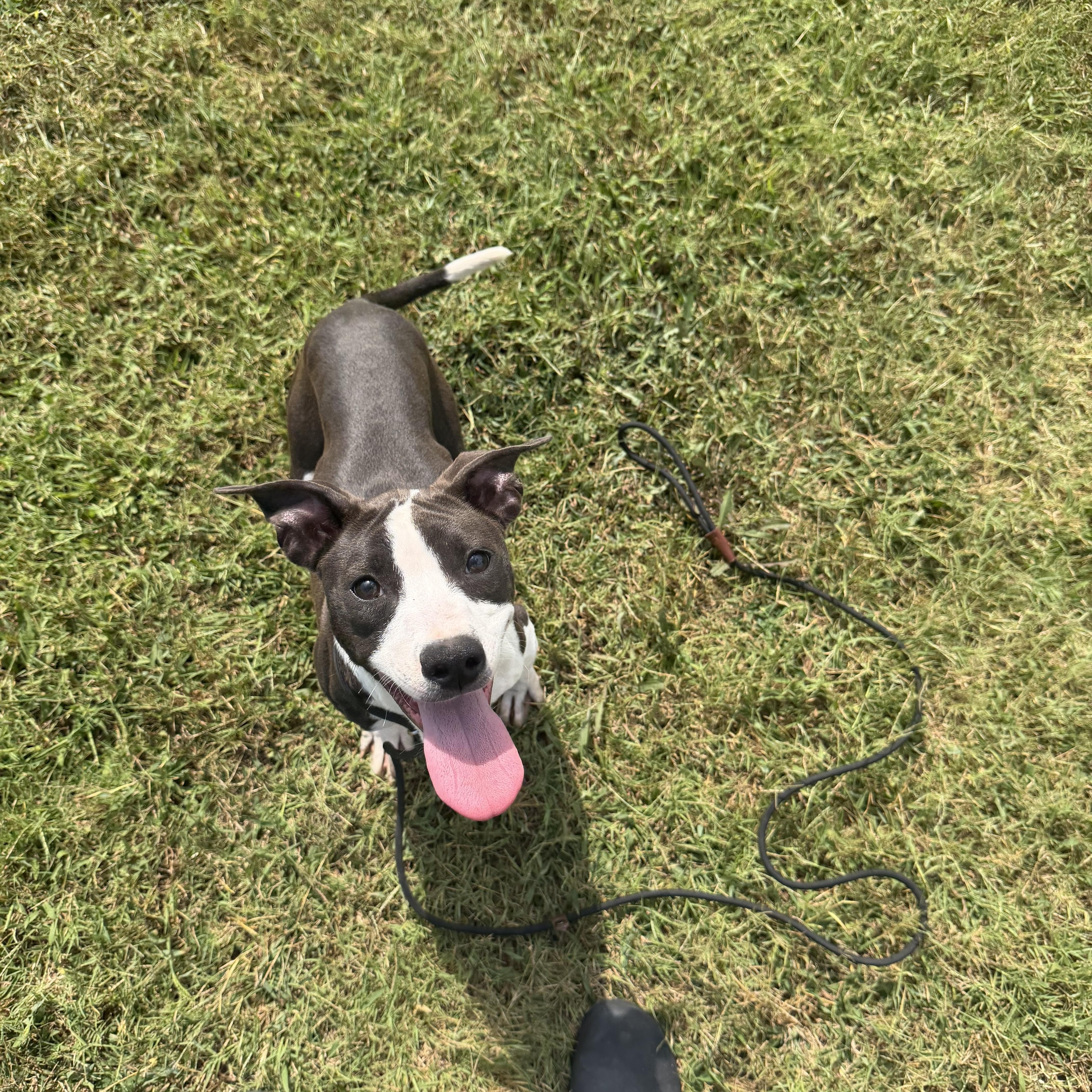 Enlarge Tansy, a Adoptable mixed breed in Louisville, KY image 2/2