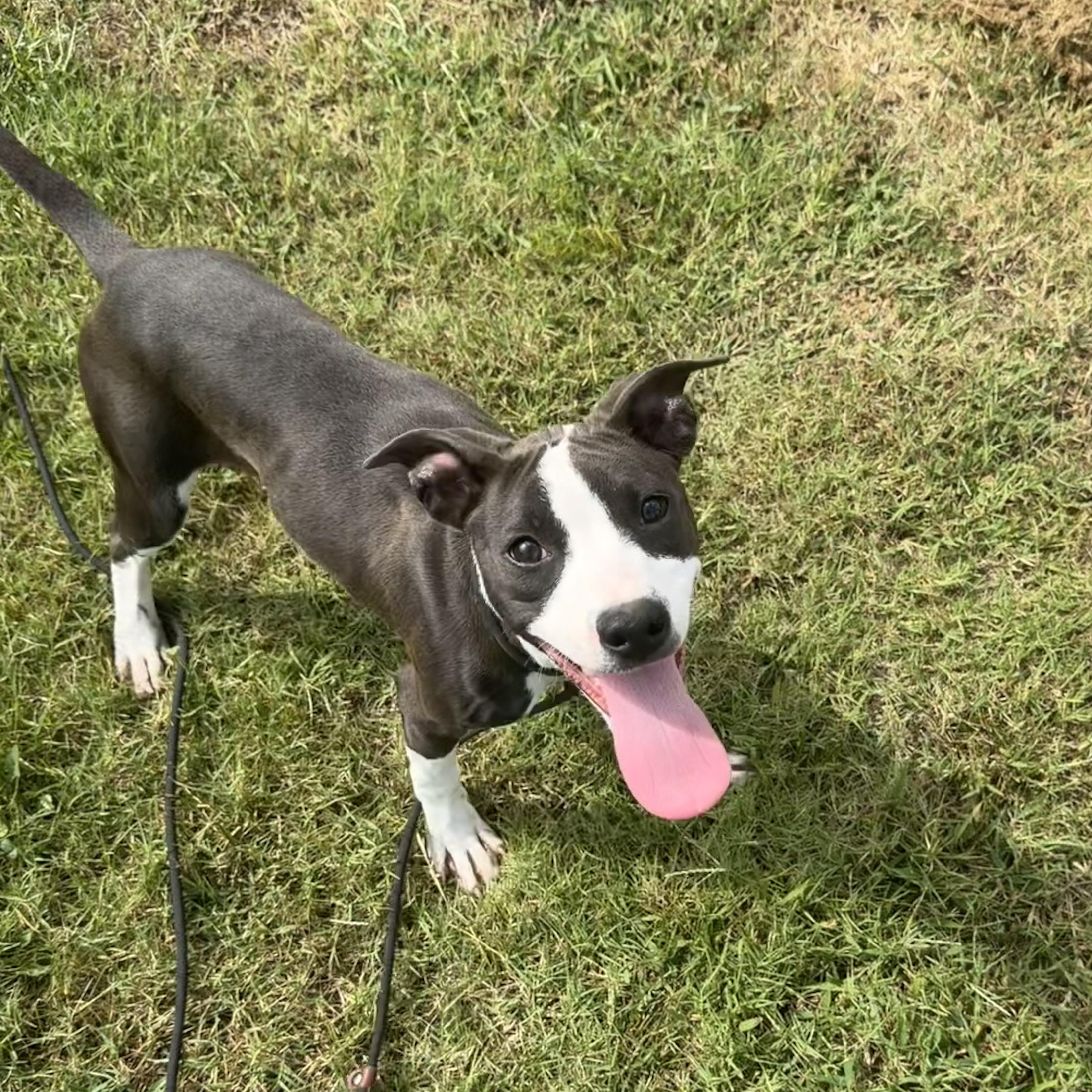 Tansy, Adoptable, Puppy Female Mixed Breed.