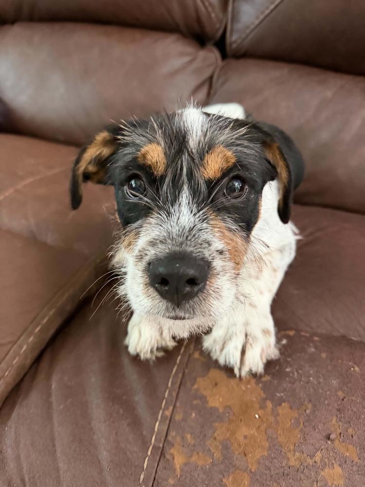 Buzz, Adoptable, Puppy Male Jack Russell Terrier & Mixed Breed.