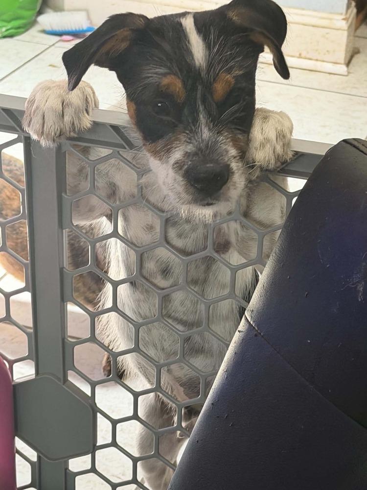 Buzz, a Adoptable mixed breed in Deltona, FL image 2/3