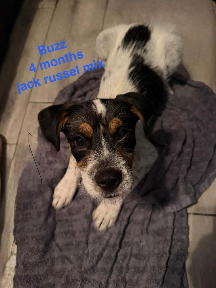 Buzz, a Adoptable mixed breed in Deltona, FL image 3/3