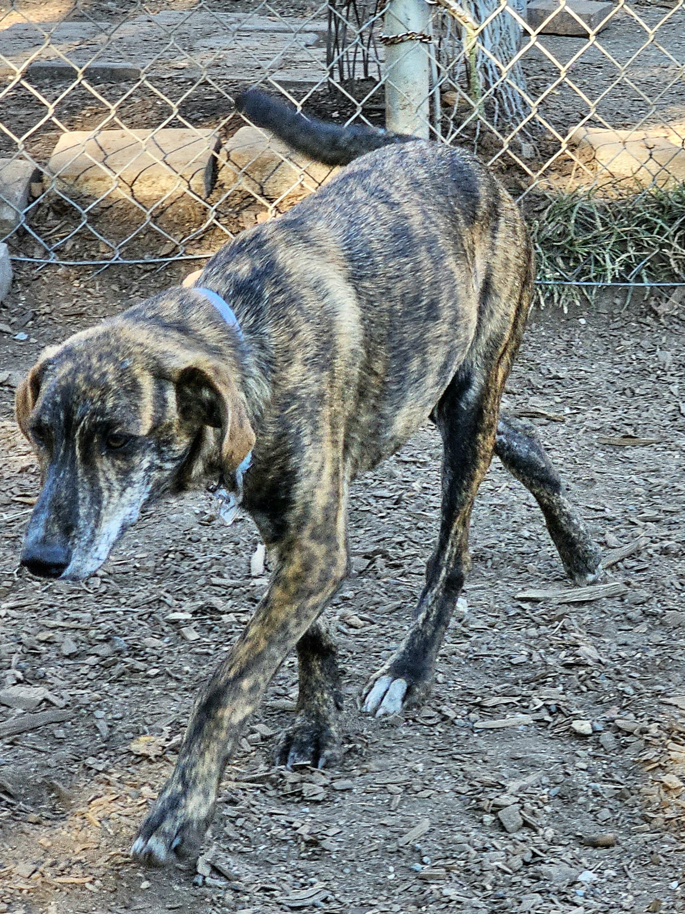 Enlarge Remi, a ADOPTABLE Plott Hound in Ringwood, NJ image 4/6
