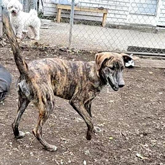 Enlarge Remi, a ADOPTABLE Plott Hound in Ringwood, NJ image 5/6