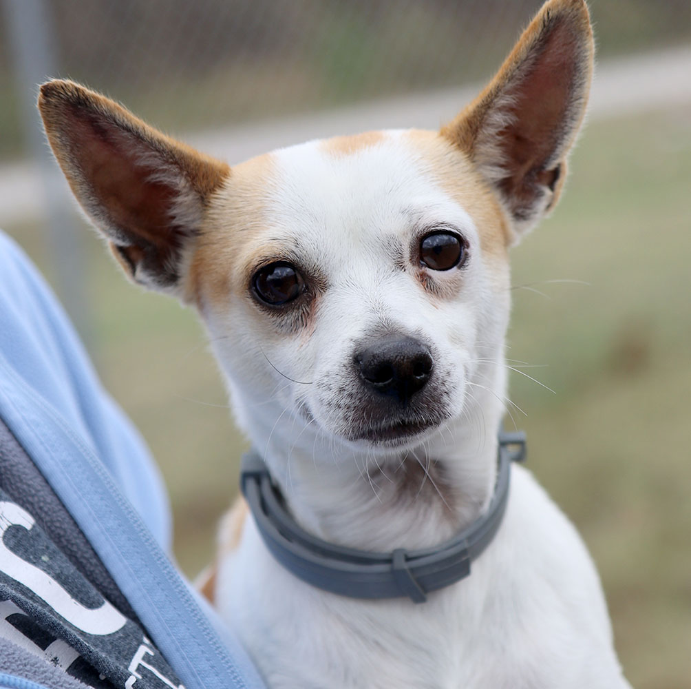 Archer (AO32627), adoptable, Adult Male Chihuahua.