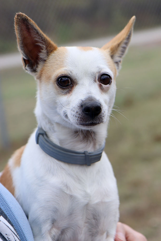 Enlarge Archer (AO32627), an adoptable Chihuahua in Kansas City, KS image 5/5