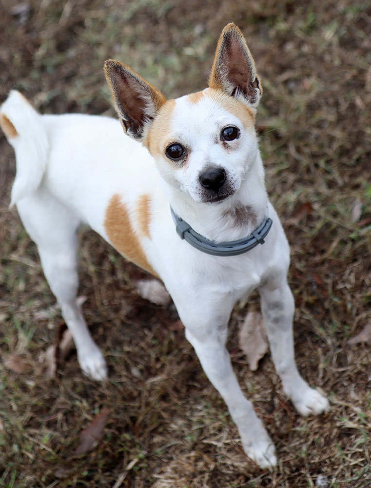 Enlarge Archer (AO32627), an adoptable Chihuahua in Kansas City, KS image 2/5