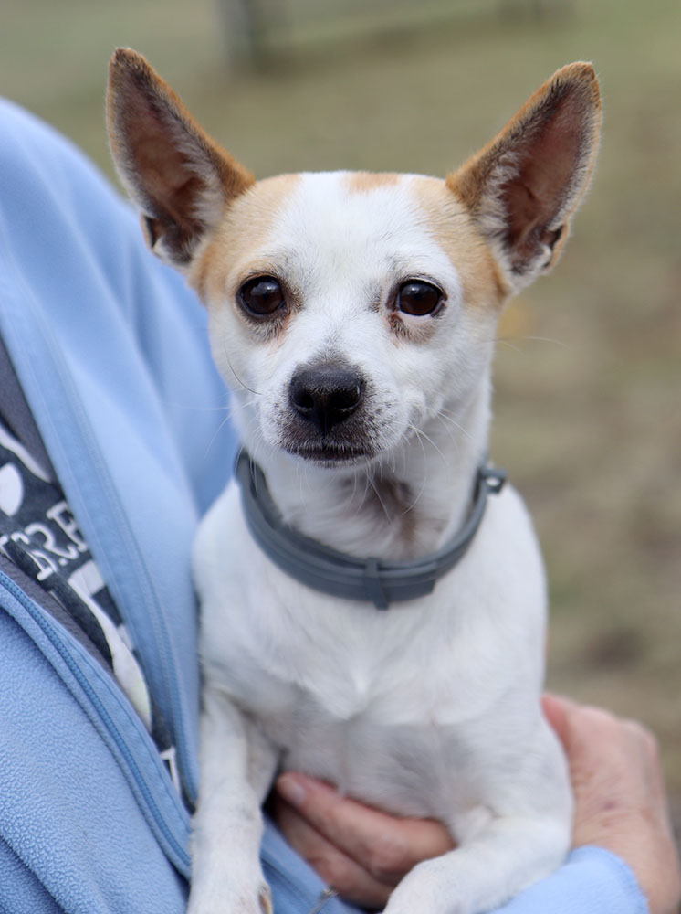Enlarge Archer (AO32627), an adoptable Chihuahua in Kansas City, KS image 3/5