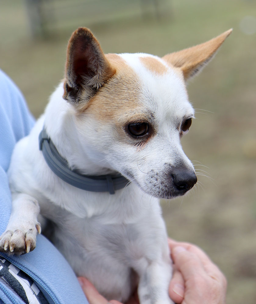 Enlarge Archer (AO32627), an adoptable Chihuahua in Kansas City, KS image 4/5