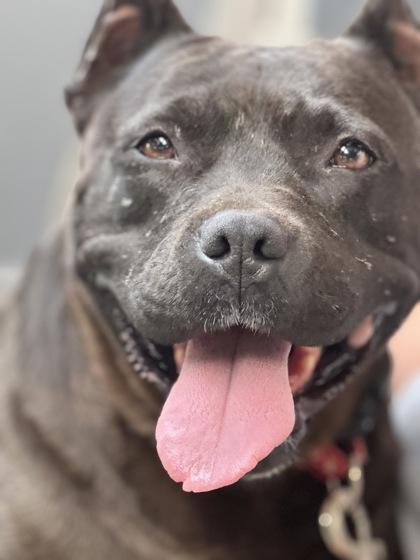 Esther, a Adoptable Pit Bull Terrier in Marshall, NC image 3/6